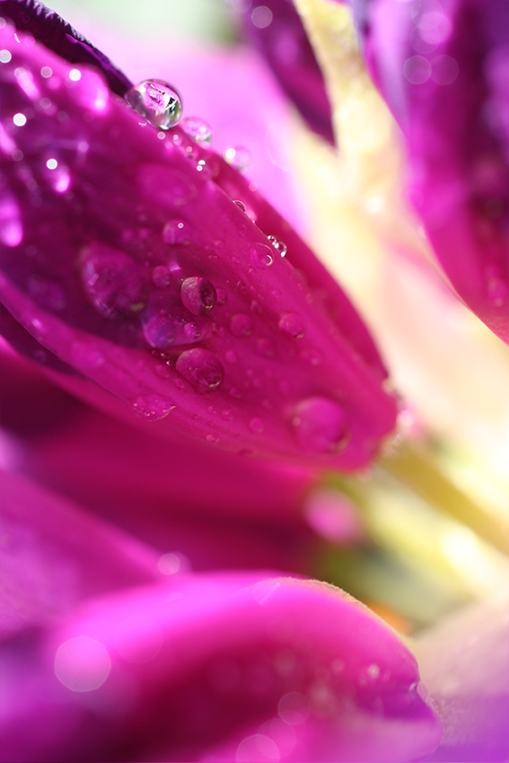 Tulipes et gouttelettes [PHOTO © Laurence FILLON]