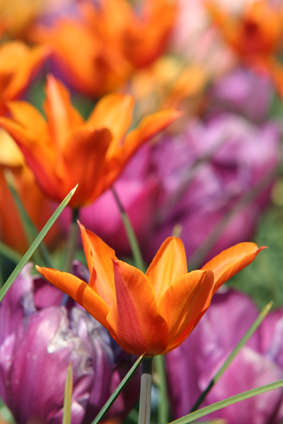 Tulipes [Photographie © Laurence FILLON]