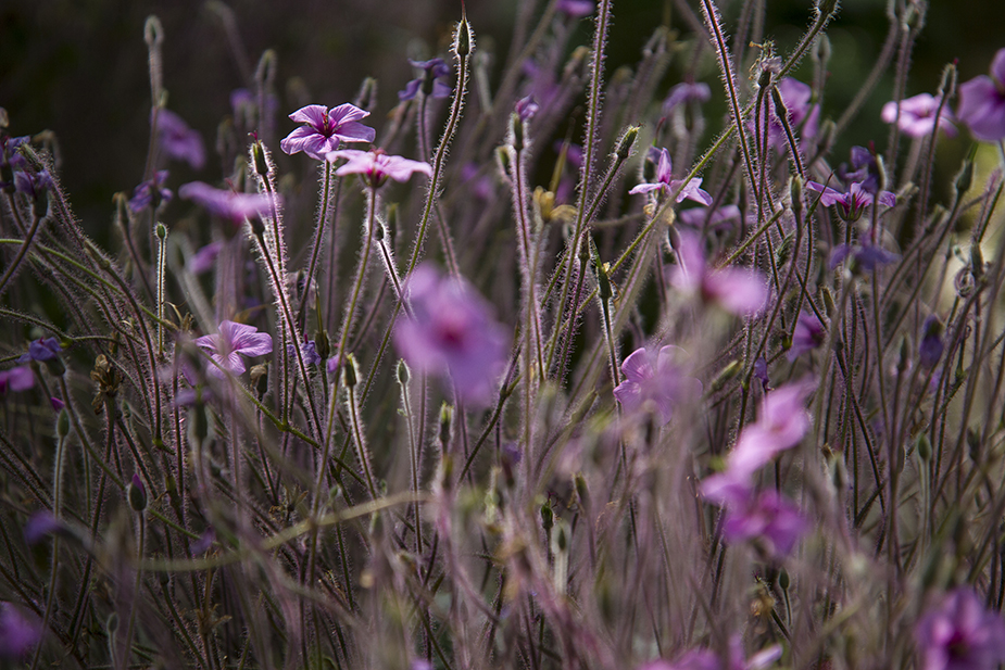 Fleurs carnivores [Photographie © Laurence FILLON]